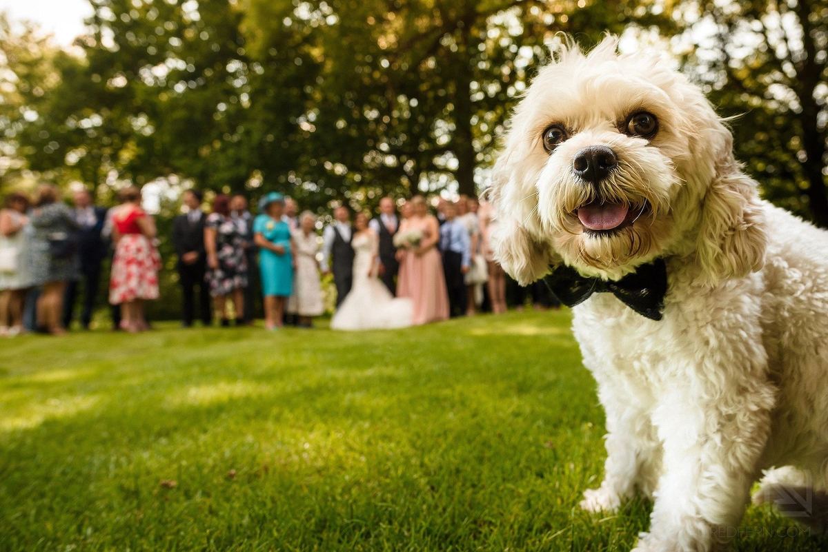 Precious Pets Weddings